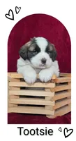 Tootsie, a male Saint Bernard for sale in Romulus, NY – Photo 1 of 2
