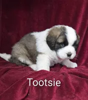 Tootsie, a male Saint Bernard for sale in Romulus, NY – Photo 2 of 2