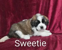 Sweetie, a female Saint Bernard for sale in Romulus, NY – Photo 2 of 2