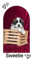 Sweetie, a female Saint Bernard for sale in Romulus, NY – Photo 1 of 2