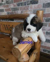 James, a male Saint Bernard for sale in Romulus, NY – Photo 6 of 6