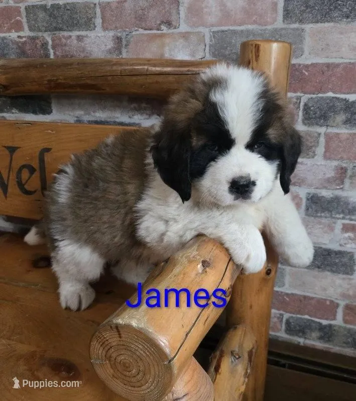 James – Saint Bernard puppy for sale in Romulus, NY