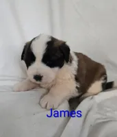 James, a male Saint Bernard for sale in Romulus, NY – Photo 2 of 4