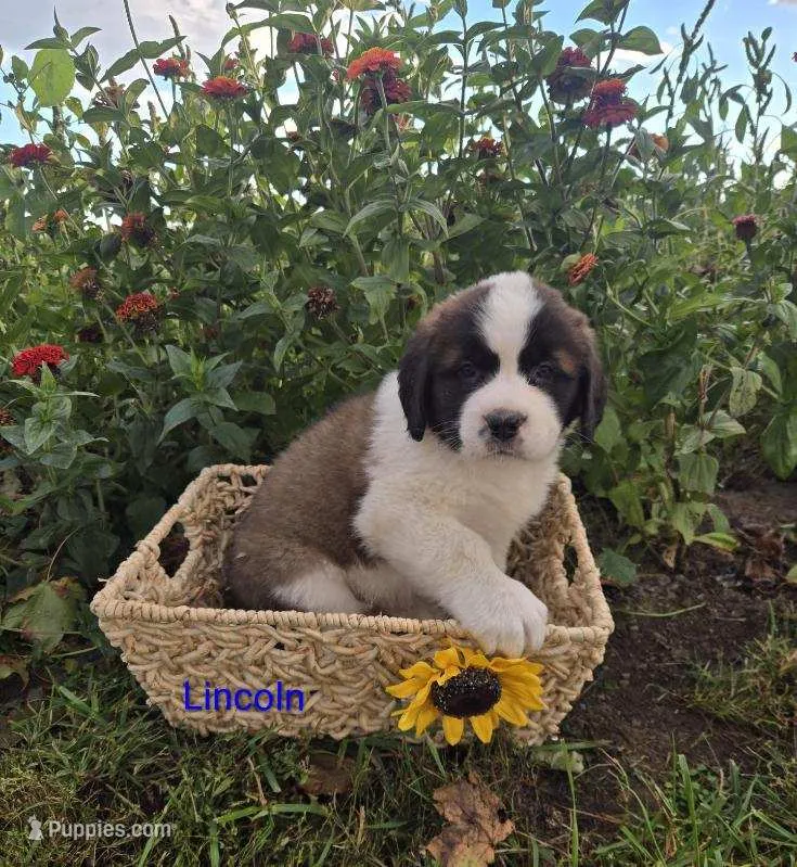 Lincoln – Saint Bernard puppy for sale in Romulus, NY