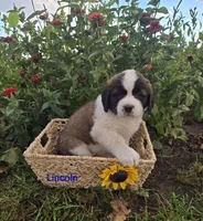 Lincoln, a male Saint Bernard for sale in Romulus, NY – 1 of 4
