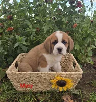 Mary, a female Saint Bernard for sale in Romulus, NY – 2 of 4