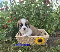Jefferson, a male Saint Bernard for sale in Romulus, NY – 2 of 4