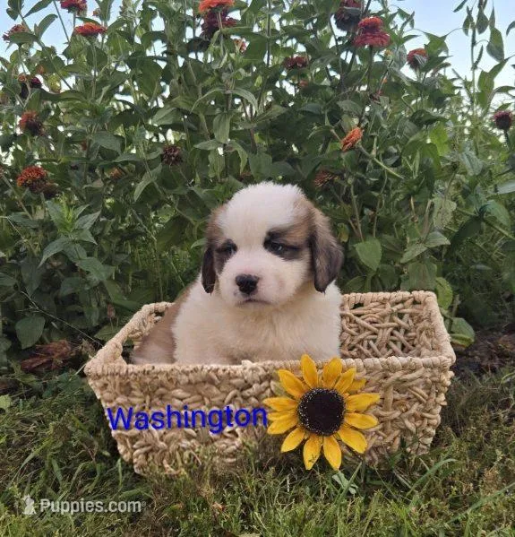 Washington – Saint Bernard puppy for sale in Romulus, NY