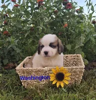 Washington, a male Saint Bernard for sale in Romulus, NY – 1 of 4