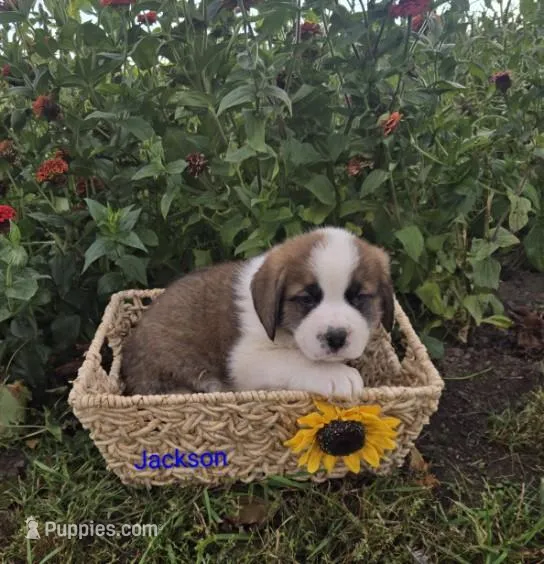 Jackson – Saint Bernard puppy for sale in Romulus, NY