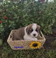 Jackson, a male Saint Bernard for sale in Romulus, NY – 1 of 4