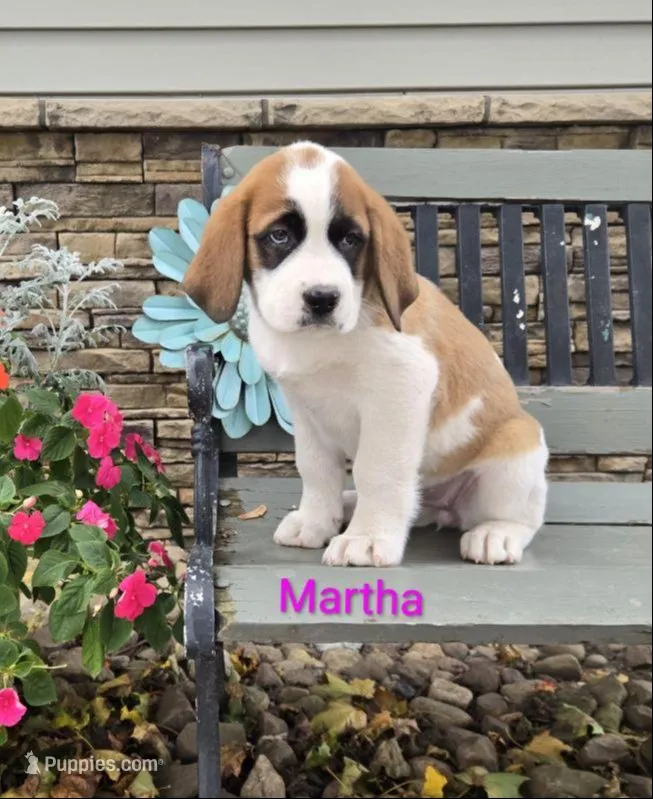 Martha – Saint Bernard puppy for sale in Romulus, NY