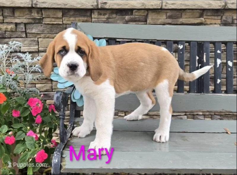 Mary – Saint Bernard puppy for sale in Romulus, NY