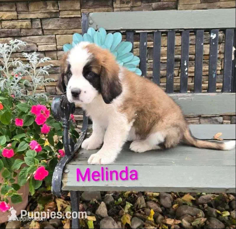 Melinda – Saint Bernard puppy for sale in Romulus, NY