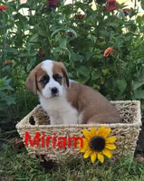 Miriam, a female Saint Bernard for sale in Romulus, NY – 2 of 4