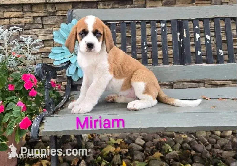 Miriam – Saint Bernard puppy for sale in Romulus, NY