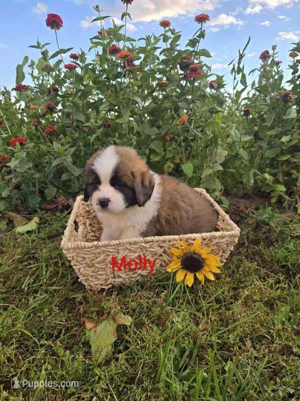 Molly – Saint Bernard puppy for sale in Romulus, NY