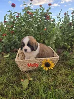 Molly, a female Saint Bernard for sale in Romulus, NY – 1 of 4