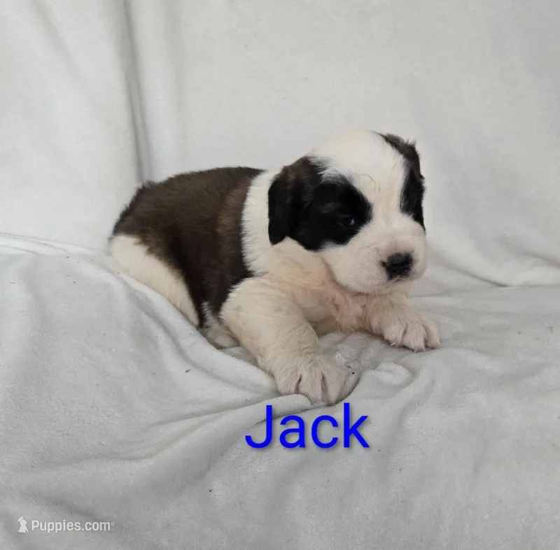 Jack