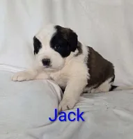 Jack, a male Saint Bernard for sale in Romulus, NY – Photo 2 of 4