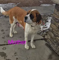 Jack, a male Saint Bernard for sale in Romulus, NY – Photo 4 of 4