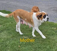 Martha, a female Saint Bernard for sale in Romulus, NY – 3 of 4