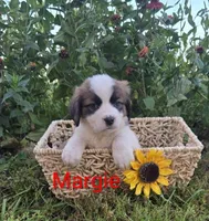 Margie, a female Saint Bernard for sale in Romulus, NY – 2 of 4
