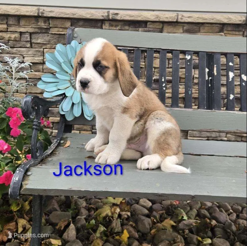 Jackson – Saint Bernard puppy for sale in Romulus, NY