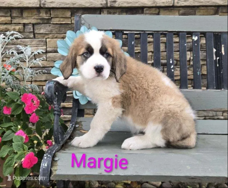 Margie – Saint Bernard puppy for sale in Romulus, NY