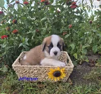 Jefferson, a male Saint Bernard for sale in Romulus, NY – 1 of 4