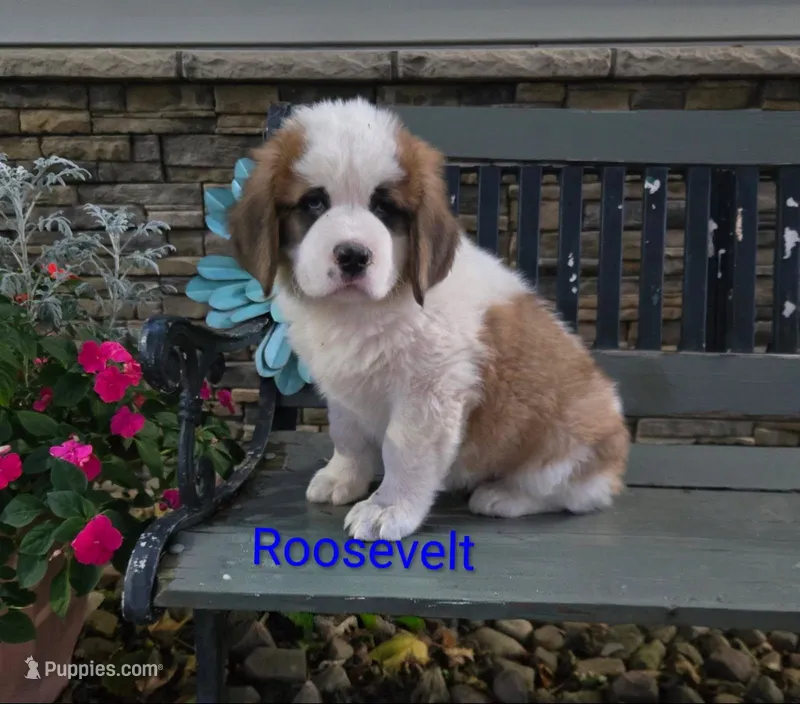 Roosevelt – Saint Bernard puppy for sale in Romulus, NY