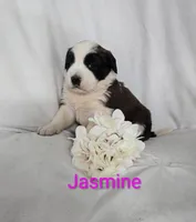 Jasmine, a female Saint Bernard for sale in Romulus, NY – Photo 2 of 4