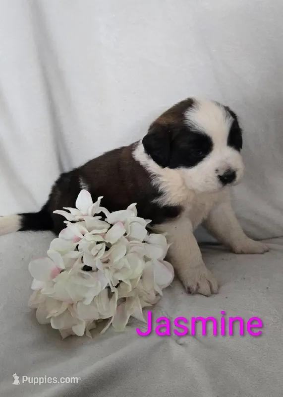 Jasmine