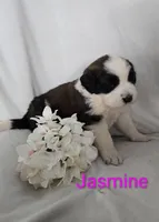 Jasmine, a female Saint Bernard for sale in Romulus, NY – Photo 1 of 4