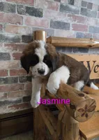 Jasmine, a female Saint Bernard for sale in Romulus, NY – Photo 5 of 6