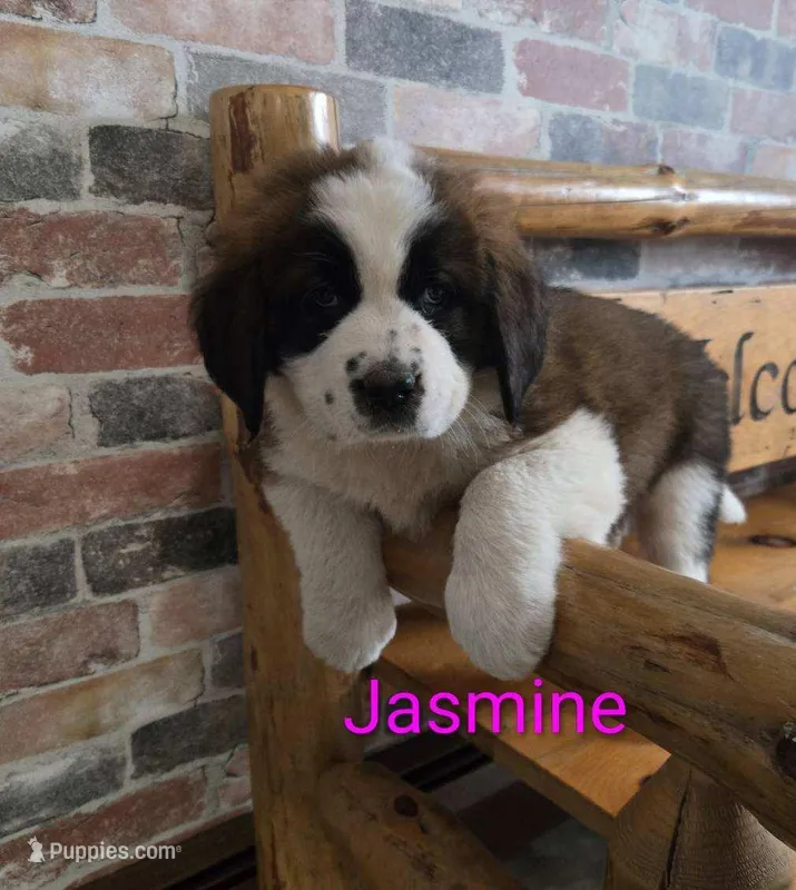 Jasmine – Saint Bernard puppy for sale in Romulus, NY