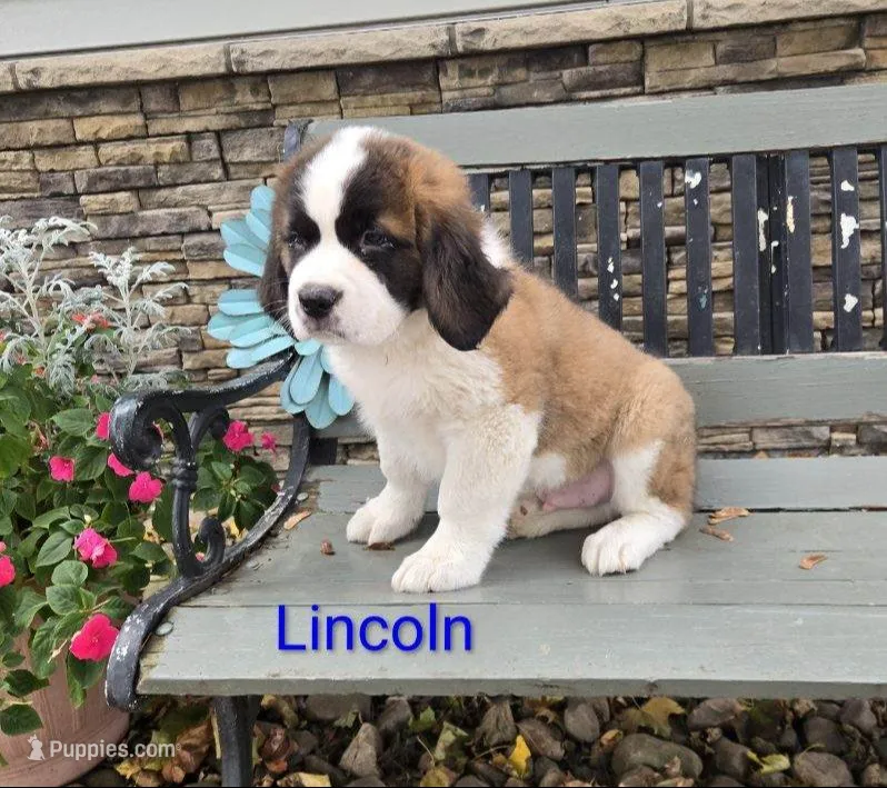 Lincoln – Saint Bernard puppy for sale in Romulus, NY