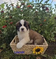 Lincoln, a male Saint Bernard for sale in Romulus, NY – 2 of 4