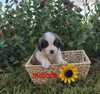 Melinda, a female Saint Bernard for sale in Romulus, NY – 2 of 4