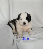 Jim, a male Saint Bernard for sale in Romulus, NY – Photo 1 of 3