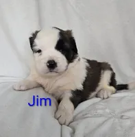 Jim, a male Saint Bernard for sale in Romulus, NY – Photo 2 of 3