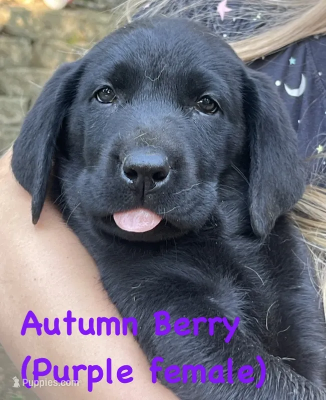 Autumn Berry – Labrador Retriever puppy for sale in Omaha, NE