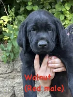 Walnut , a male Labrador Retriever for sale in Omaha, NE – 1 of 1