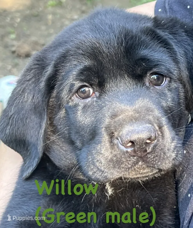 Willow – Labrador Retriever puppy for sale in Omaha, NE