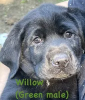 Willow, a male Labrador Retriever for sale in Omaha, NE – 1 of 1