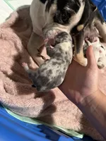 Lilac tri merel , a female American Bully for sale in Valley Center, CA – 5 of 9