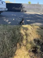 Xl bully, a female American Bully for sale in Valley Center, CA – 3 of 10