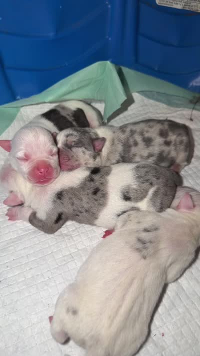 Spot, a male American Bully for sale in Valley Center, CA – 8 of 8