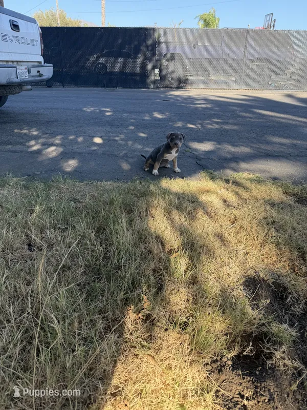 Xl bully – American Bully puppy for sale in Valley Center, CA
