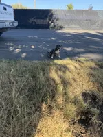 Xl bully, a female American Bully for sale in Valley Center, CA – 1 of 10